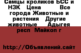 Самцы кроликов БСС и НЗК › Цена ­ 400 - Все города Животные и растения » Другие животные   . Адыгея респ.,Майкоп г.